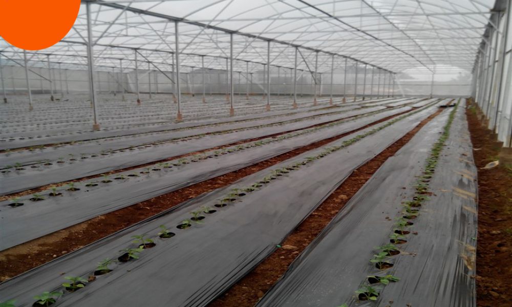 Giá màng pe phủ nông nghiệp